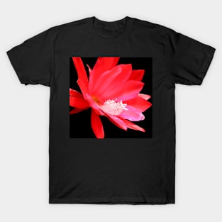 Red cactus flower isolated on black T-Shirt